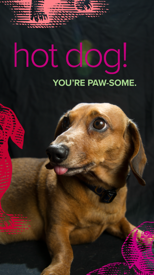 Valentine's Card saying "Hot dog! You're paw-some"